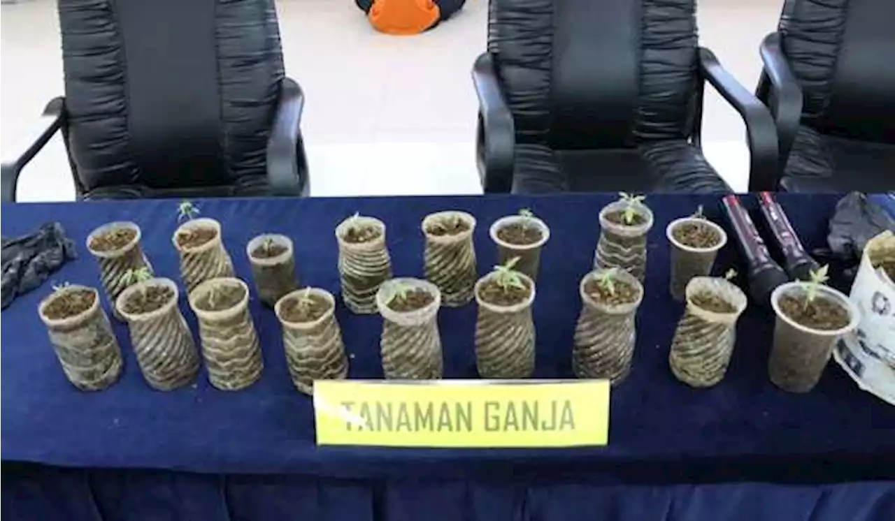 Tanam Ganja di Pot, Pria di Bogor Ditangkap