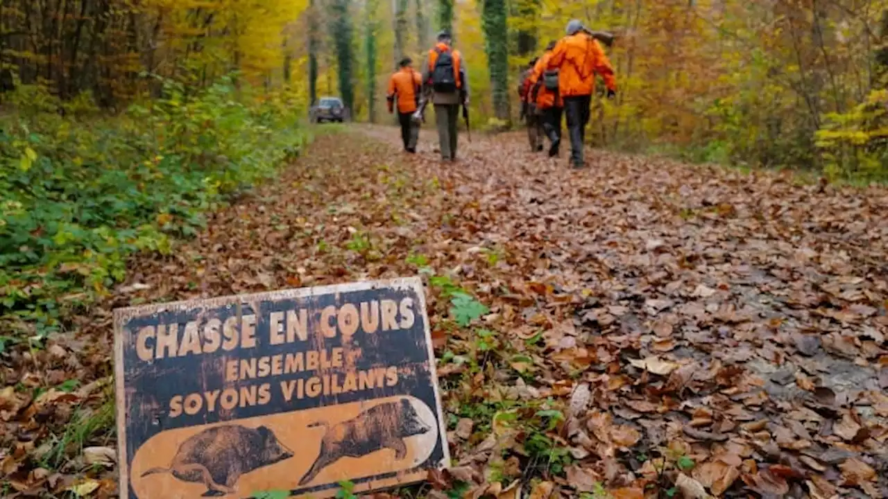 'Interdire l'alcool lors de la chasse': la proposition du Sénat qui interpelle