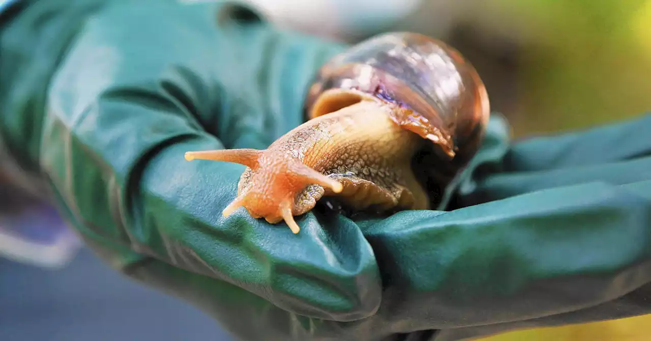 Trail of slime leads customs officials to stash of almost 100 giant snails