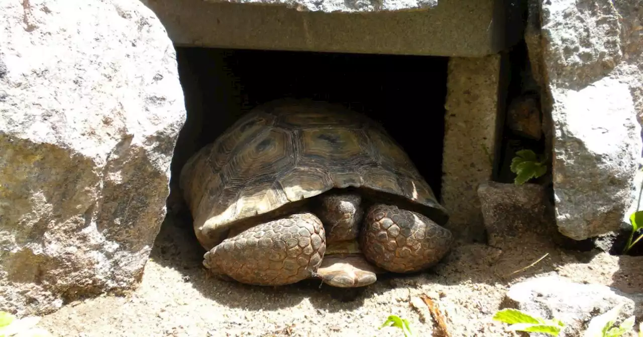 Utah homes needed for 20 desert tortoises illegally removed from wild, adoption applications open