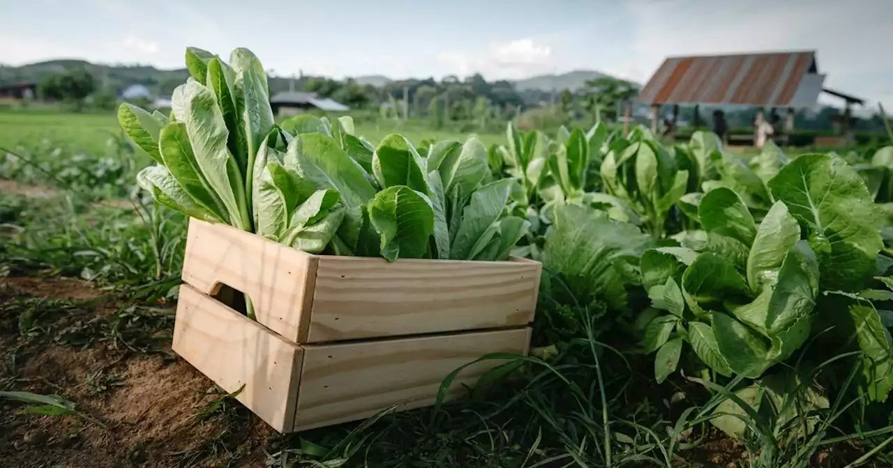 Alancienne, la plateforme qui veut ramener la ferme à la maison