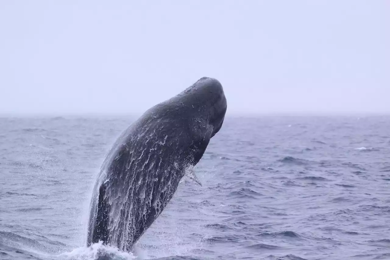 Sperm whales’ clicking dialects are evidence of ‘non-human culture’, say scientists