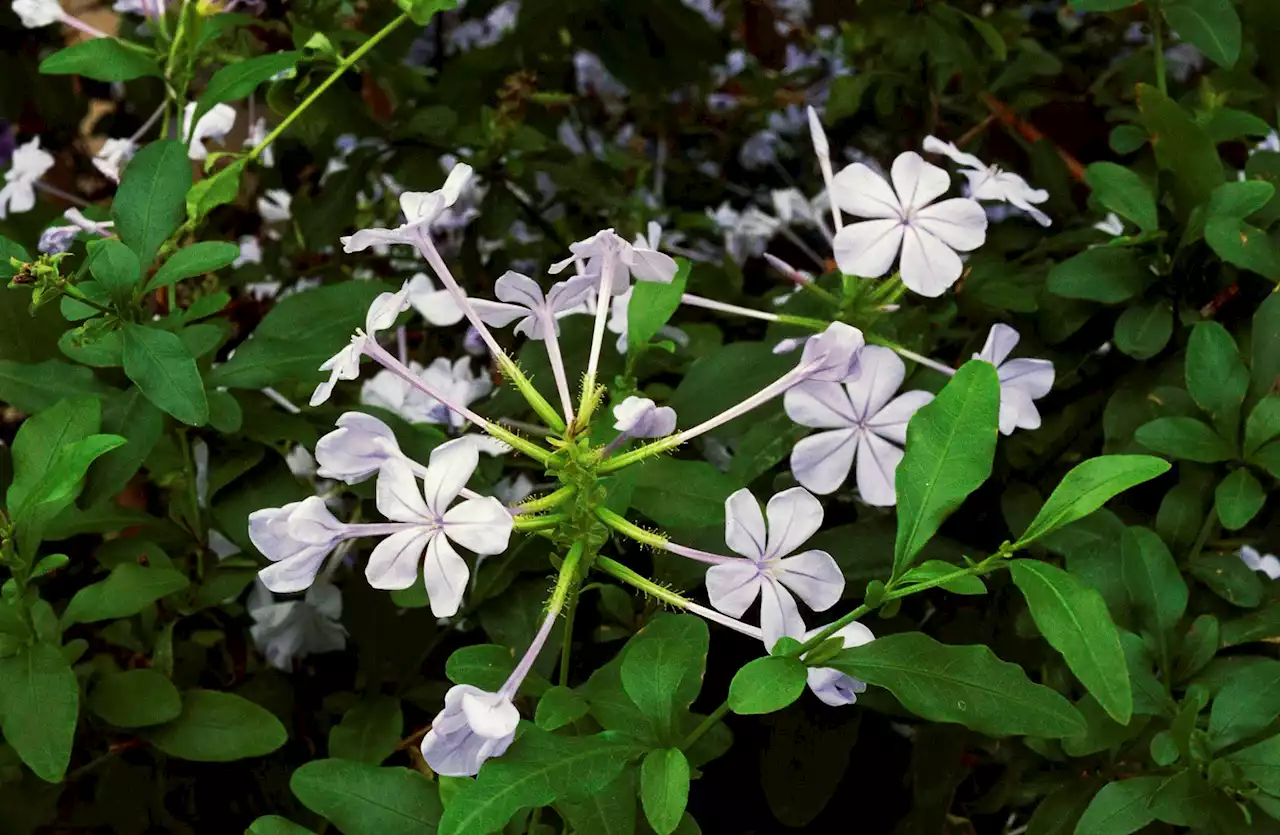 Finding peace in a white garden