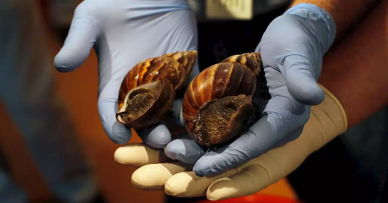 German Customs Officials Follow Trail Of Slime And Find Bags Of Giant Snails