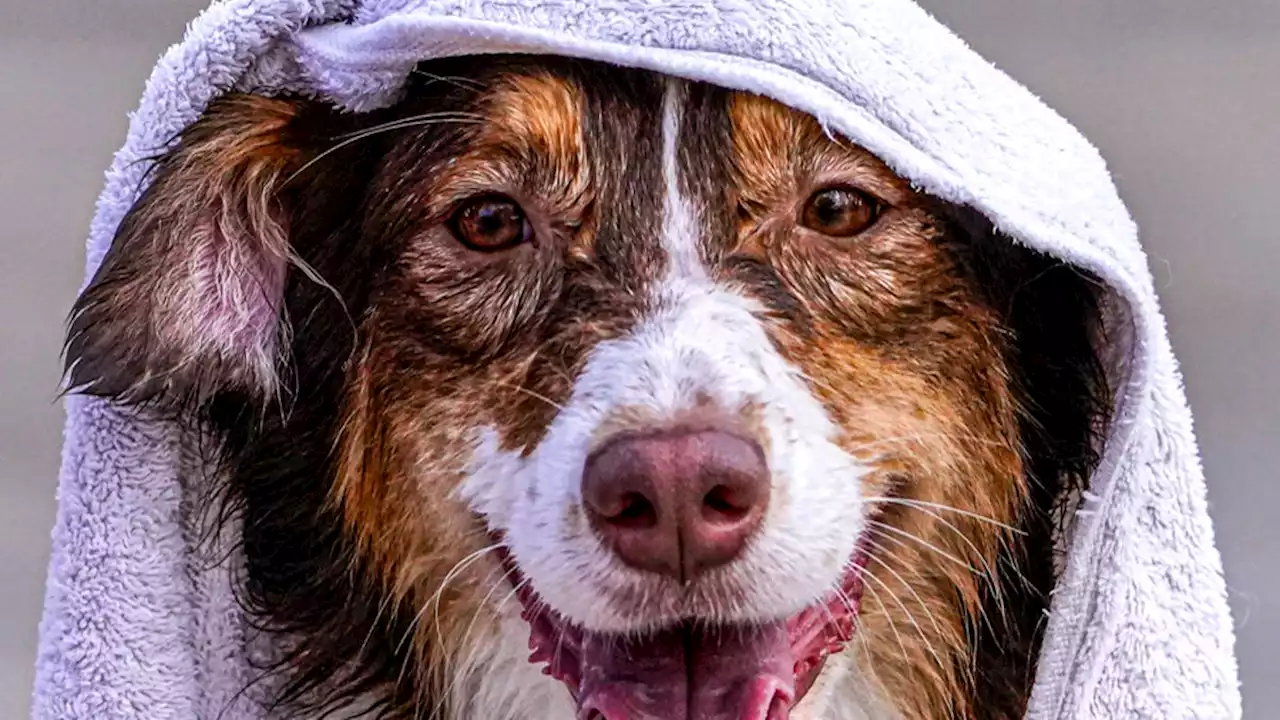 Indiana pools go to the dogs