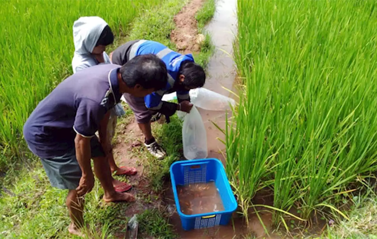 Dobel Untung, Toraja Kembangkan Sistem Budidaya Mina Padi