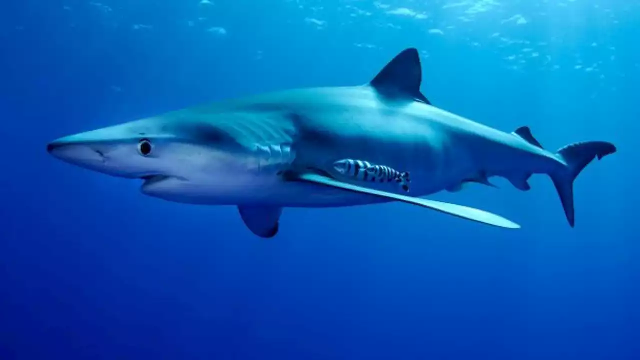 Leclerc choque après avoir annoncé la commercialisation d'un requin en danger d’extinction