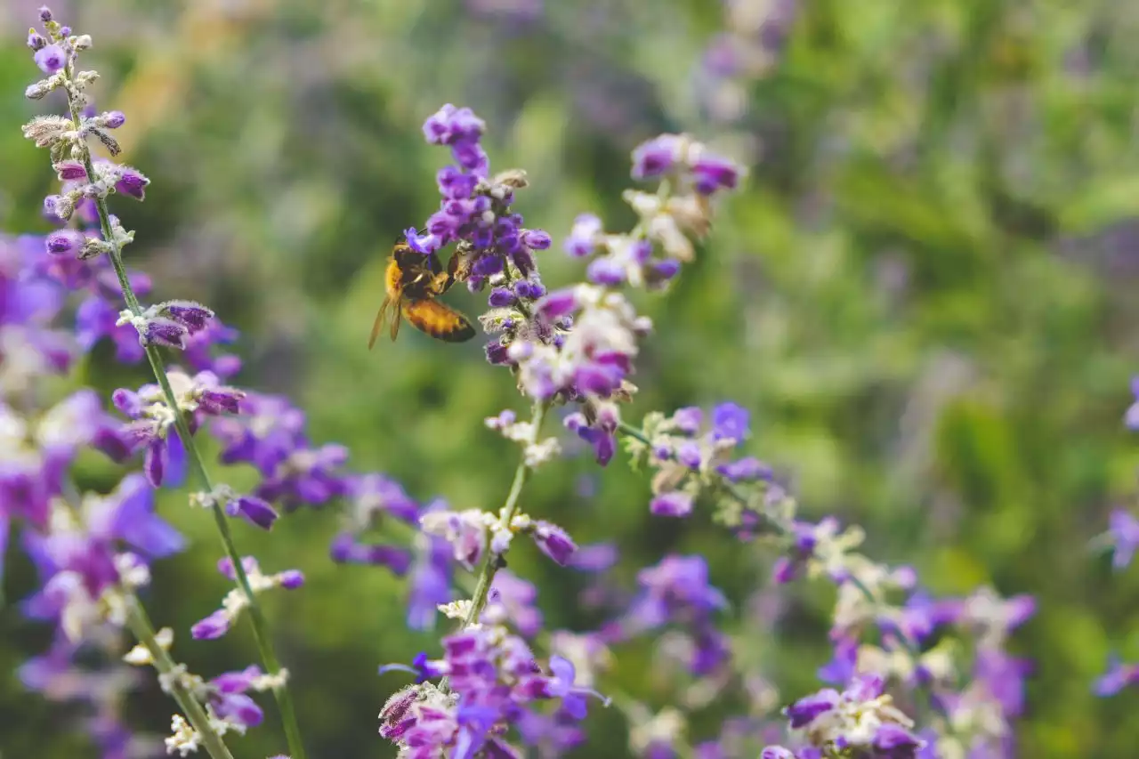 Tempi duri | Il mondo non è pronto per affrontare il crollo della biodiversità