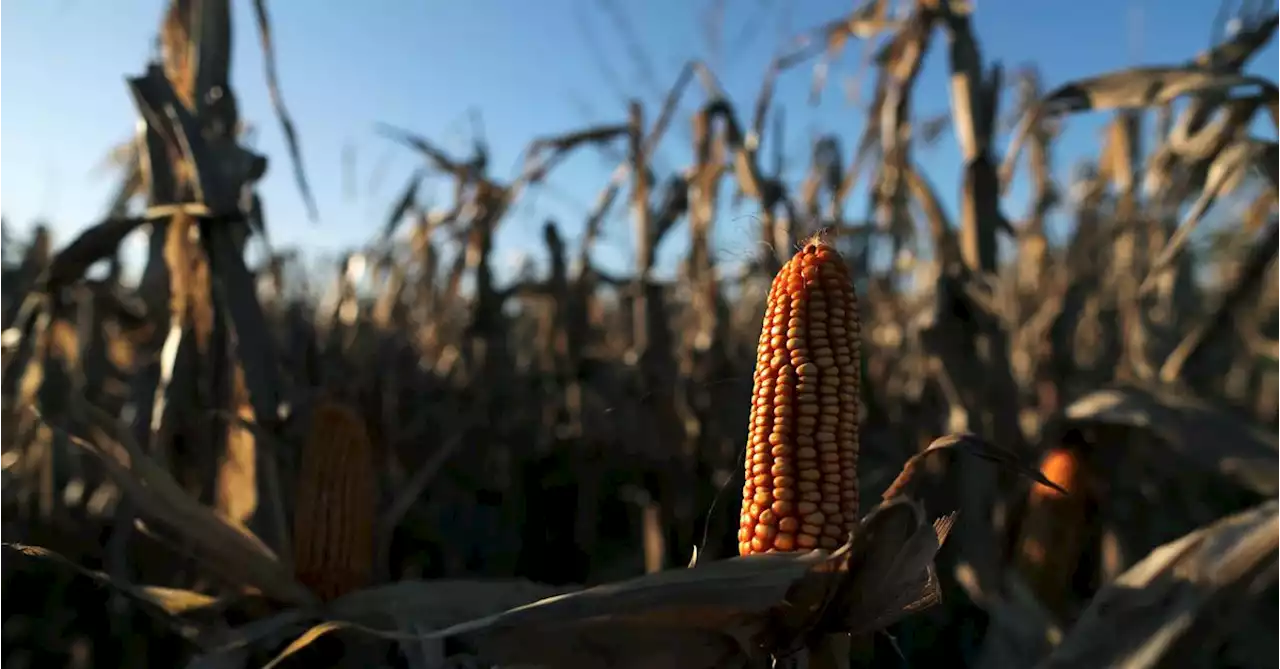 Argentina corn planting stalled as 'great drought' fears rise