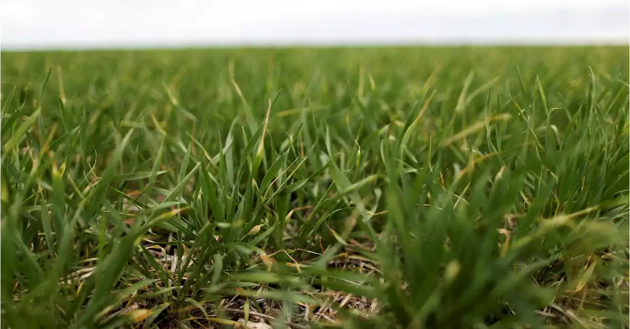 Argentina wheat farmers abandon some lots due to drought, exchange says