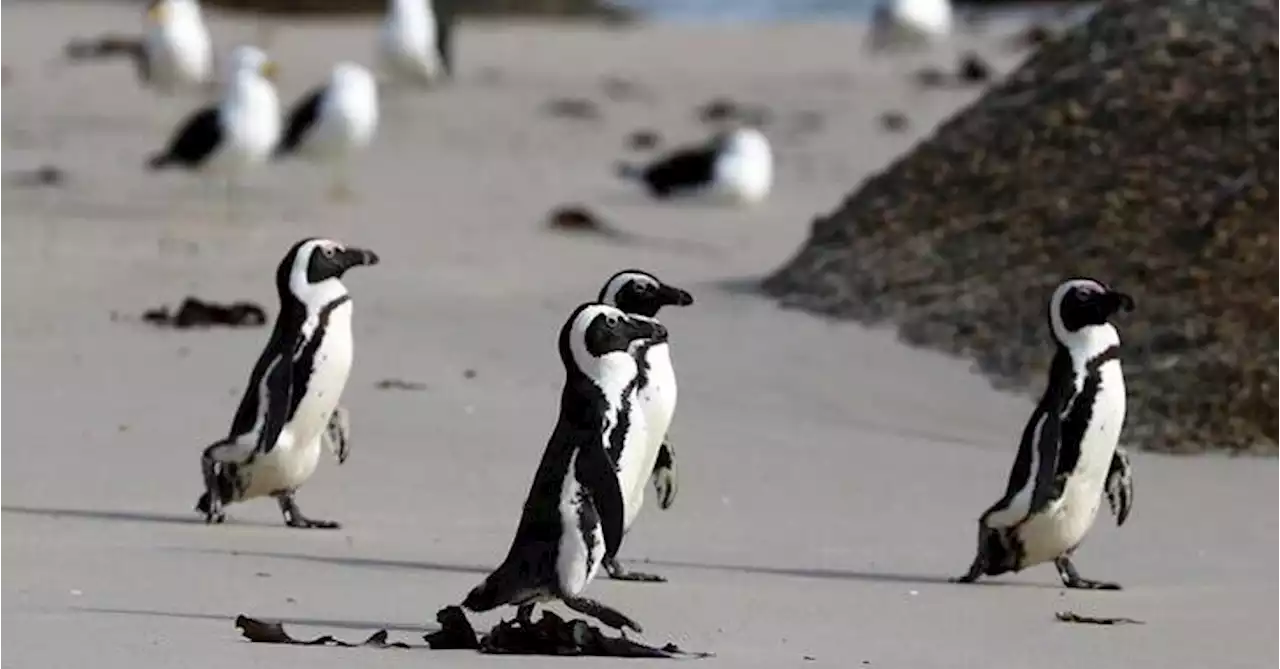 Avian flu outbreak detected among Cape Town's penguin colony at Boulders