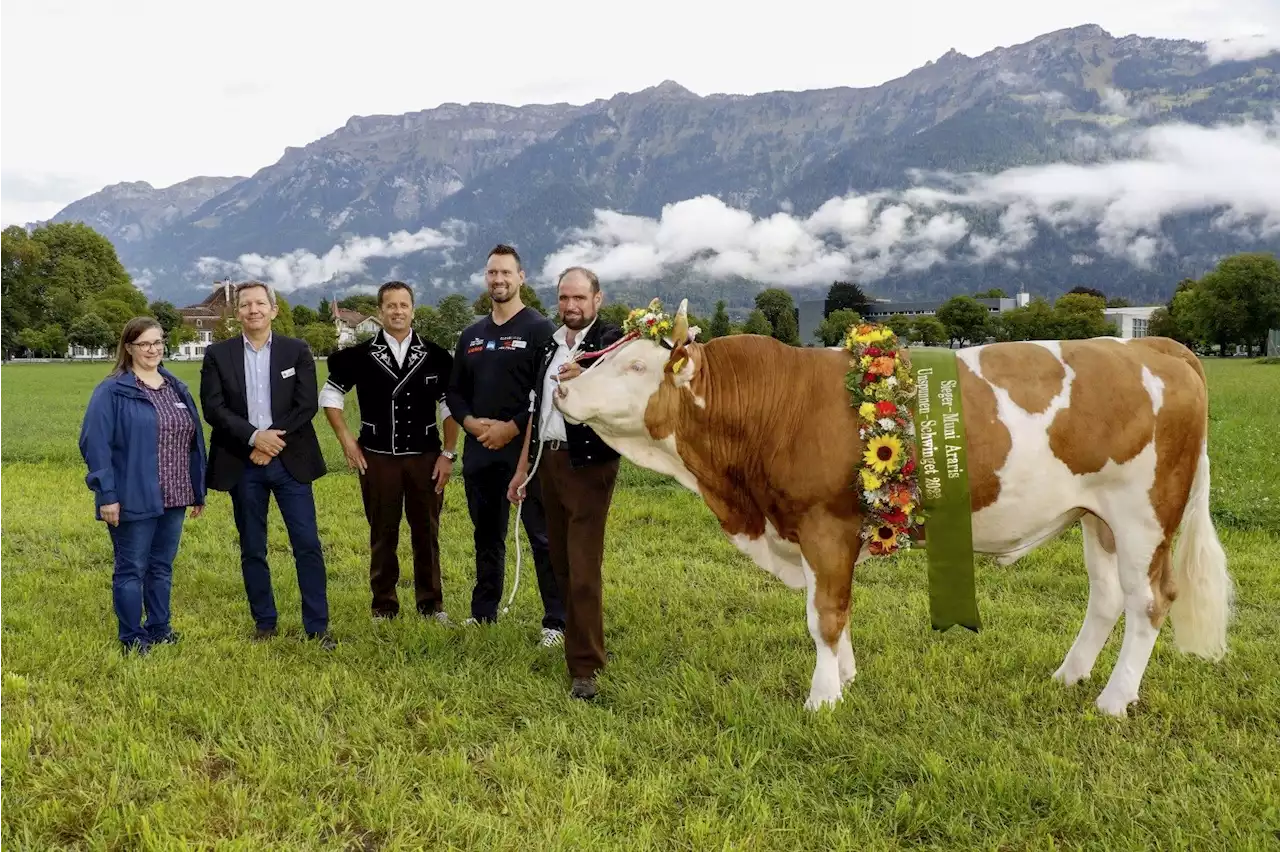 Der Unspunnen-Muni ist getauft - Schweizer Bauer