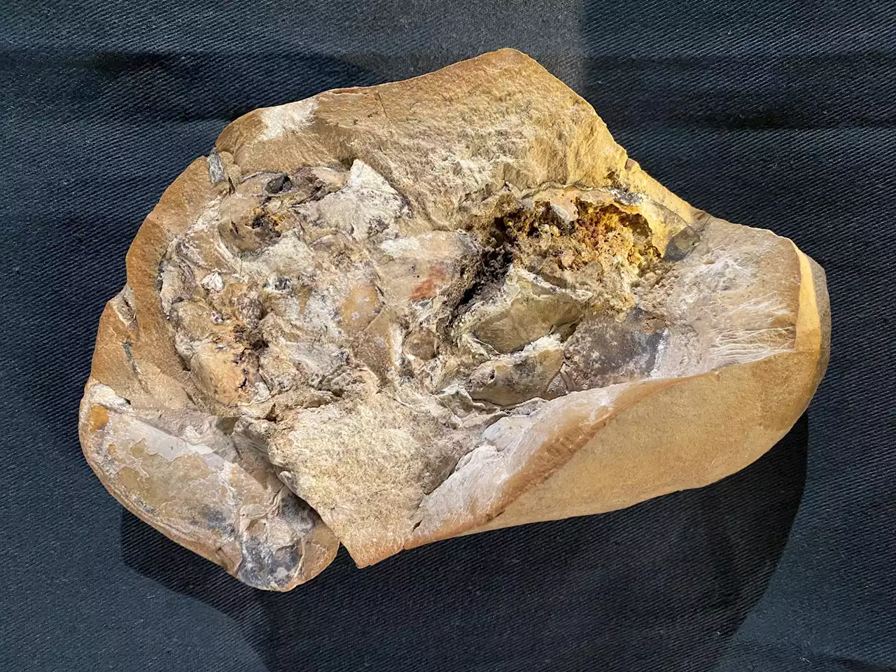 Remarkable 380-Million-Year-Old Heart Discovered – Shedding New Light on Evolution