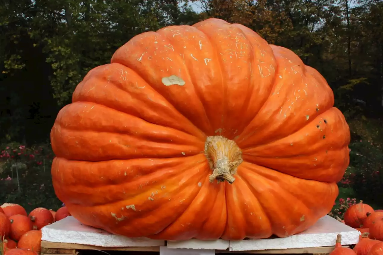 Pumpkin growing event returns to Bondar Pavillion