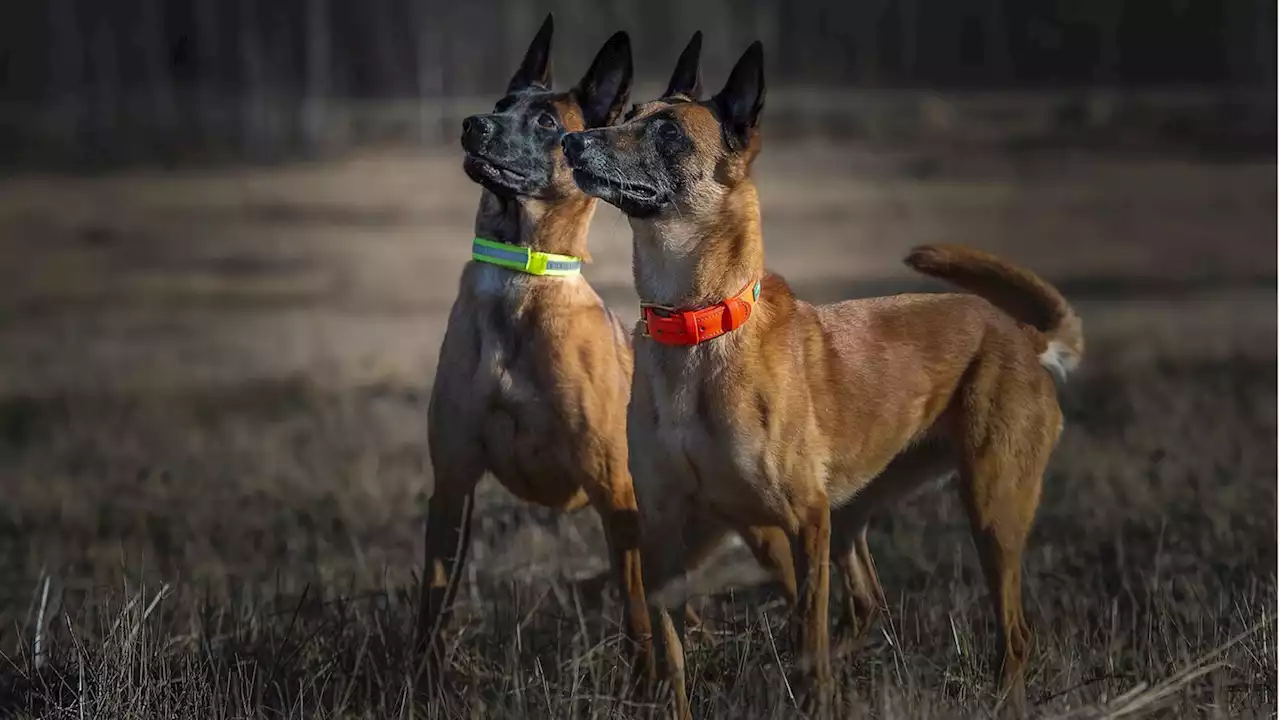 Leuchthalsband für den Hund: Mehr Sicherheit beim Gassigehen im Dunkeln