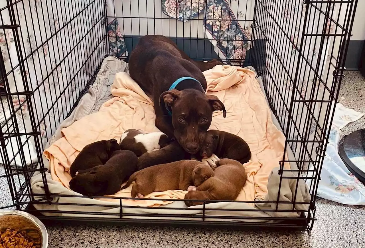 Six Five-Week-Old Puppies Were Stolen from the Humane Rescue Alliance - Washingtonian