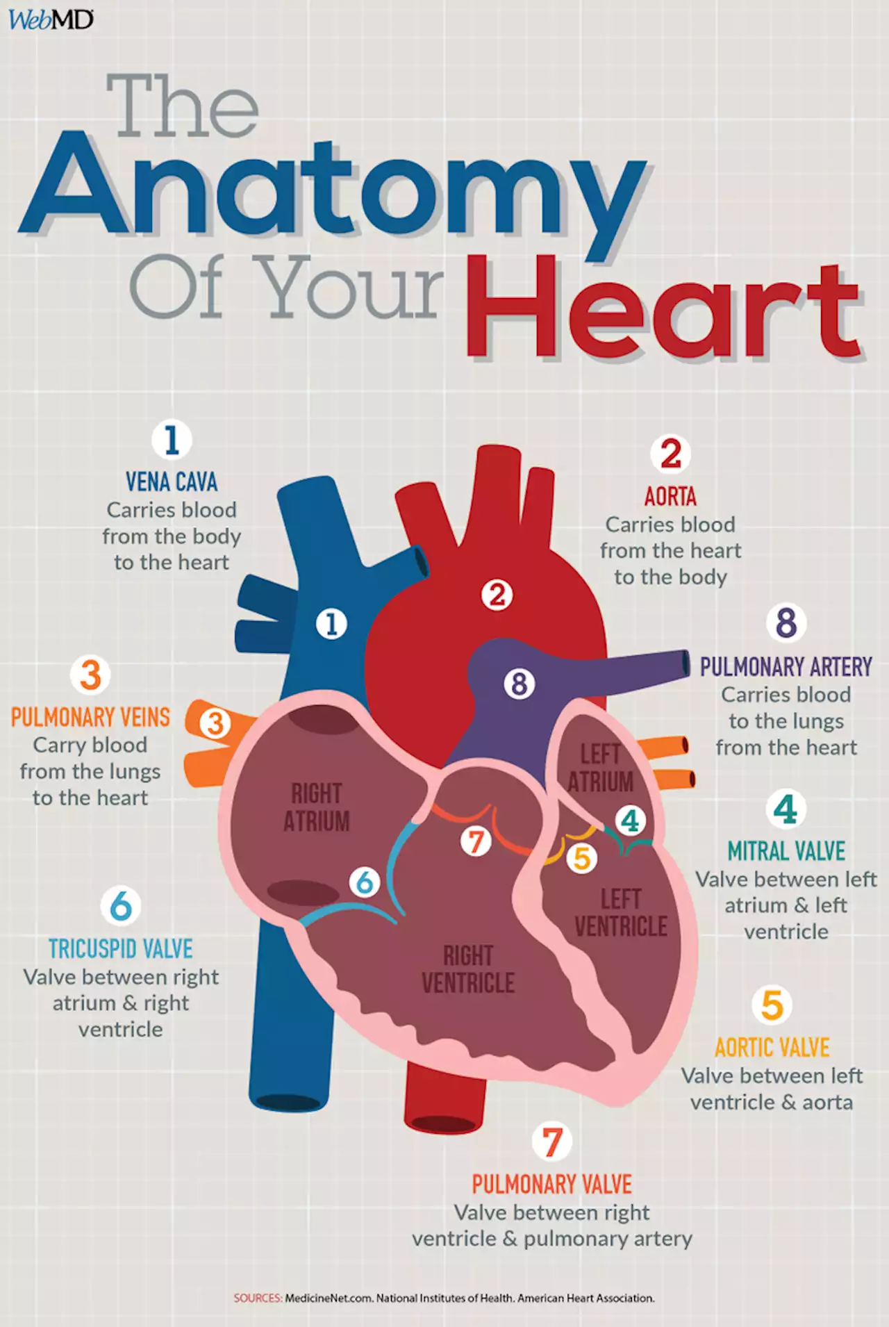 How the Heart Works & Pumps Blood Through The Human Body