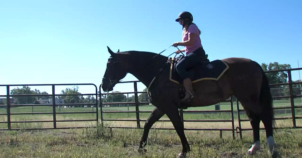 What it Takes: A day in the life of an IMPD Mounted Patrol Officer