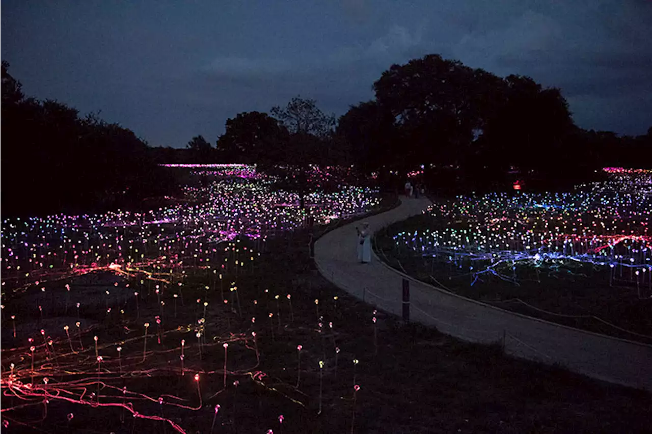 A Walk Through the Wildflower Center's Field of Light