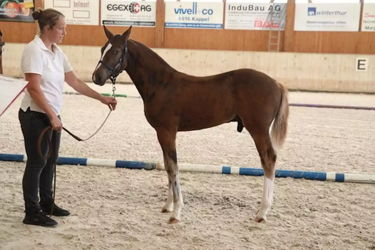 Lucky Luke heisst der glückliche Gewinner der Fohlenschau in Härkingen - bauernzeitung.ch