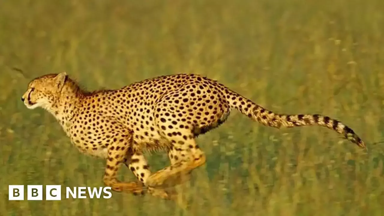 Cheetah: World's fastest cat returns to India after 70 years