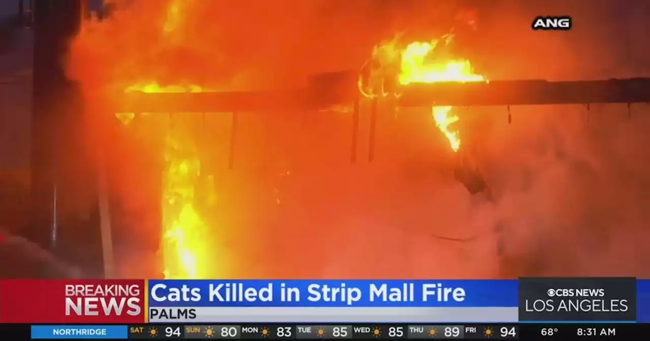 17 cats killed in Palms strip mall fire