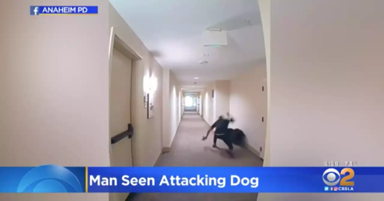 Police searching for man seen attacking dog via doorbell camera footage in Anaheim