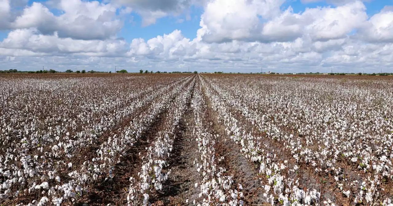 Record-breaking Texas drought results in over $2 billion in losses to cotton crop