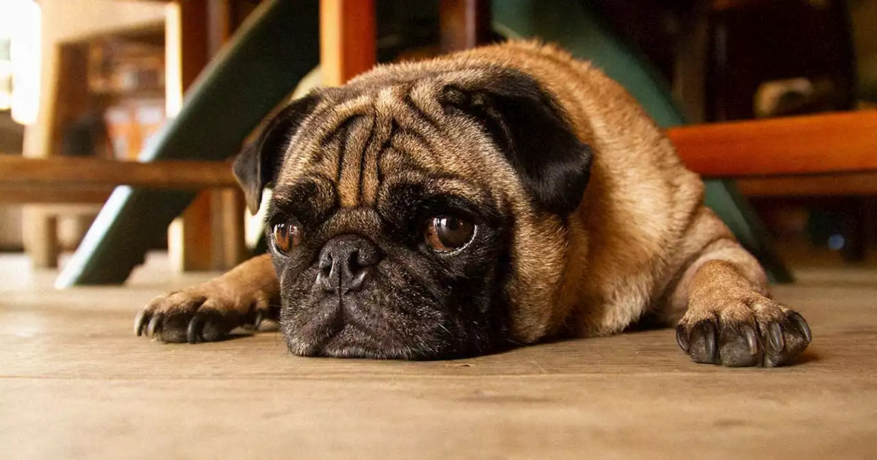 Pugs Are So Grotesque They Can Barely Be Considered Dogs, Experts Say