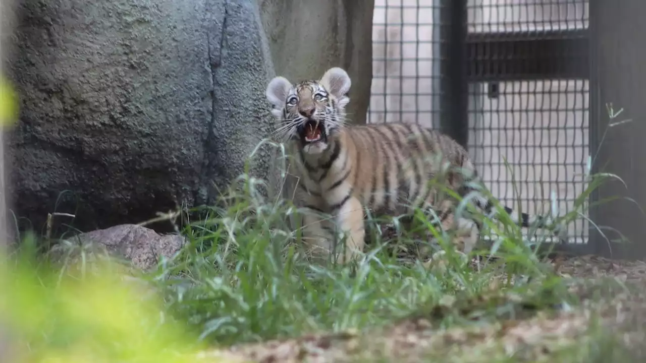 'Very curious about her new surroundings:' Tiger cub triplet makes Indy Zoo debut