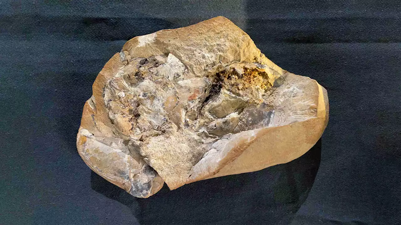 World's oldest heart is discovered in a 380-million-year-old fossilized fish