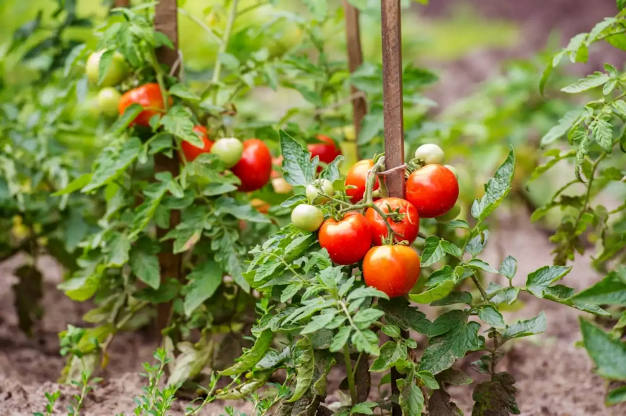 Here are some tips to ensure your tomato plants will produce through the summer heat