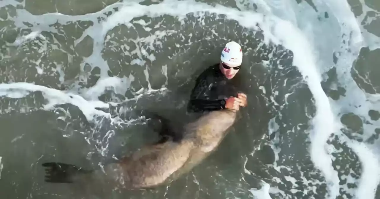 Did a seal attack a triathlete off Malibu? Video captures encounter with animal