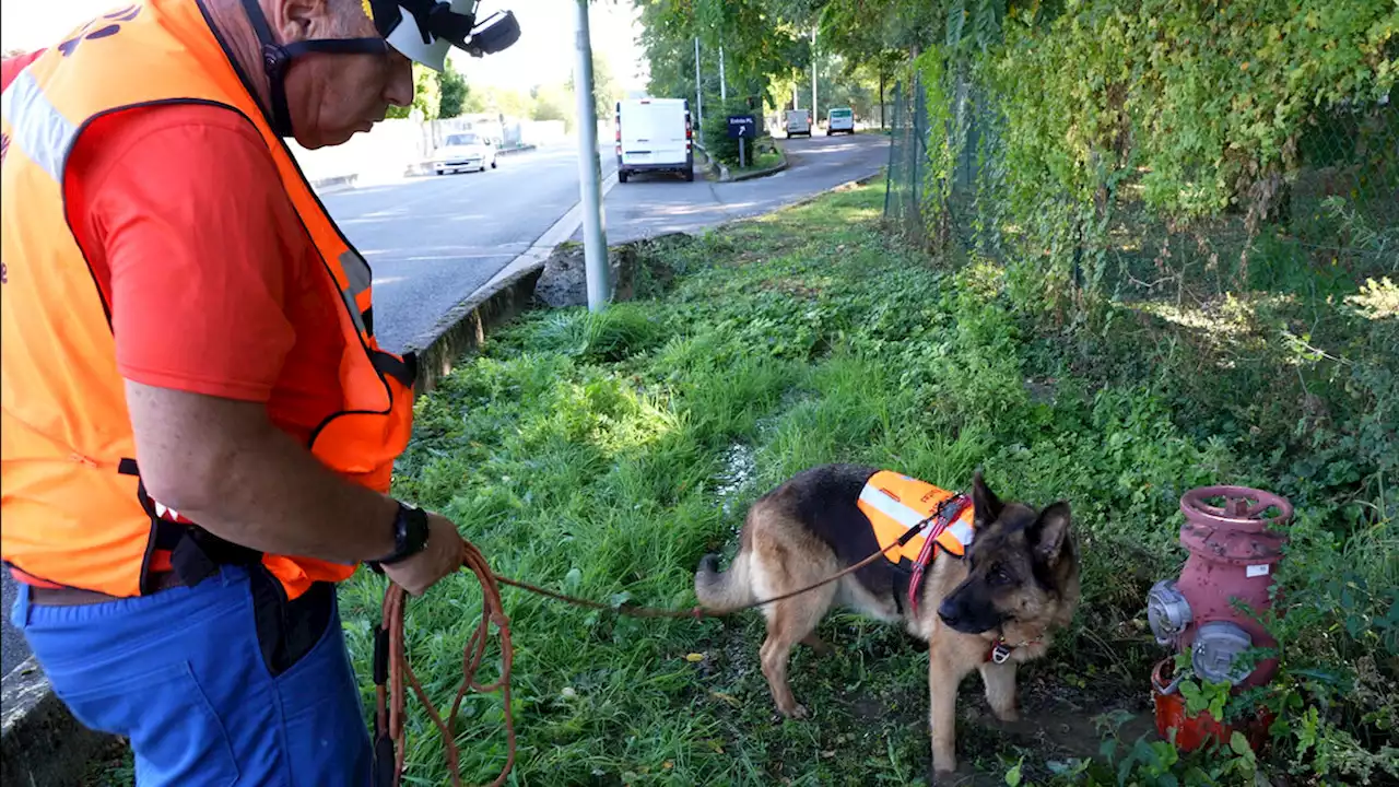 VIDÉO. Ces chiens détectent les fuites d’eau avec leur truffe d’exception