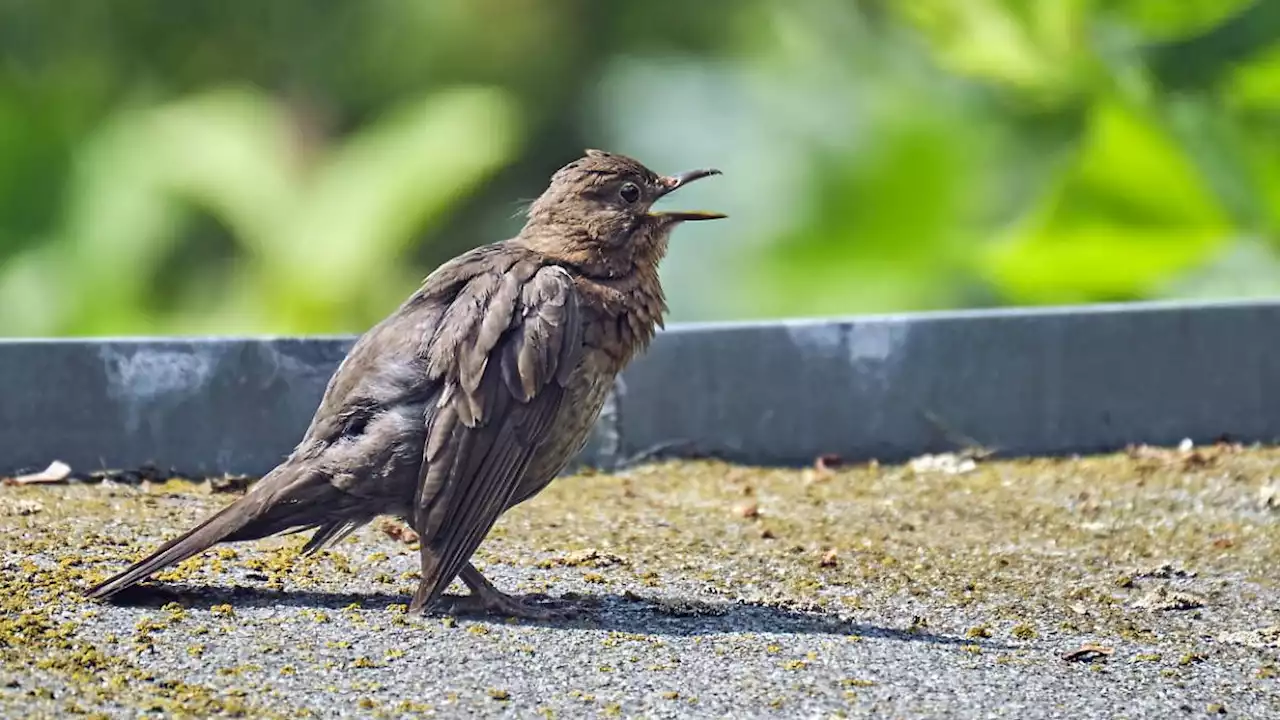 Lärm kann Vogelverhalten langfristig verändern