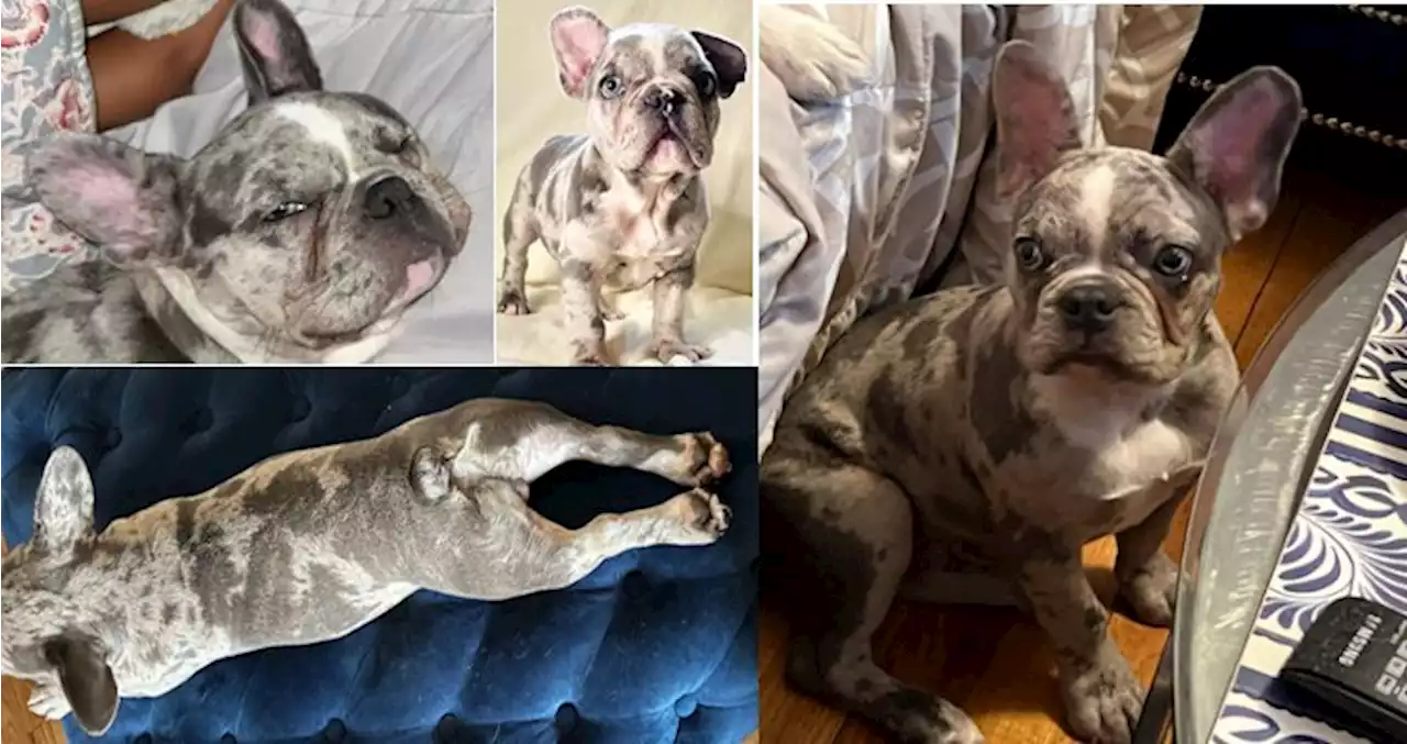 6-month old French Bulldog named Hugo stolen from a Hotel Room on Friday - PoPville