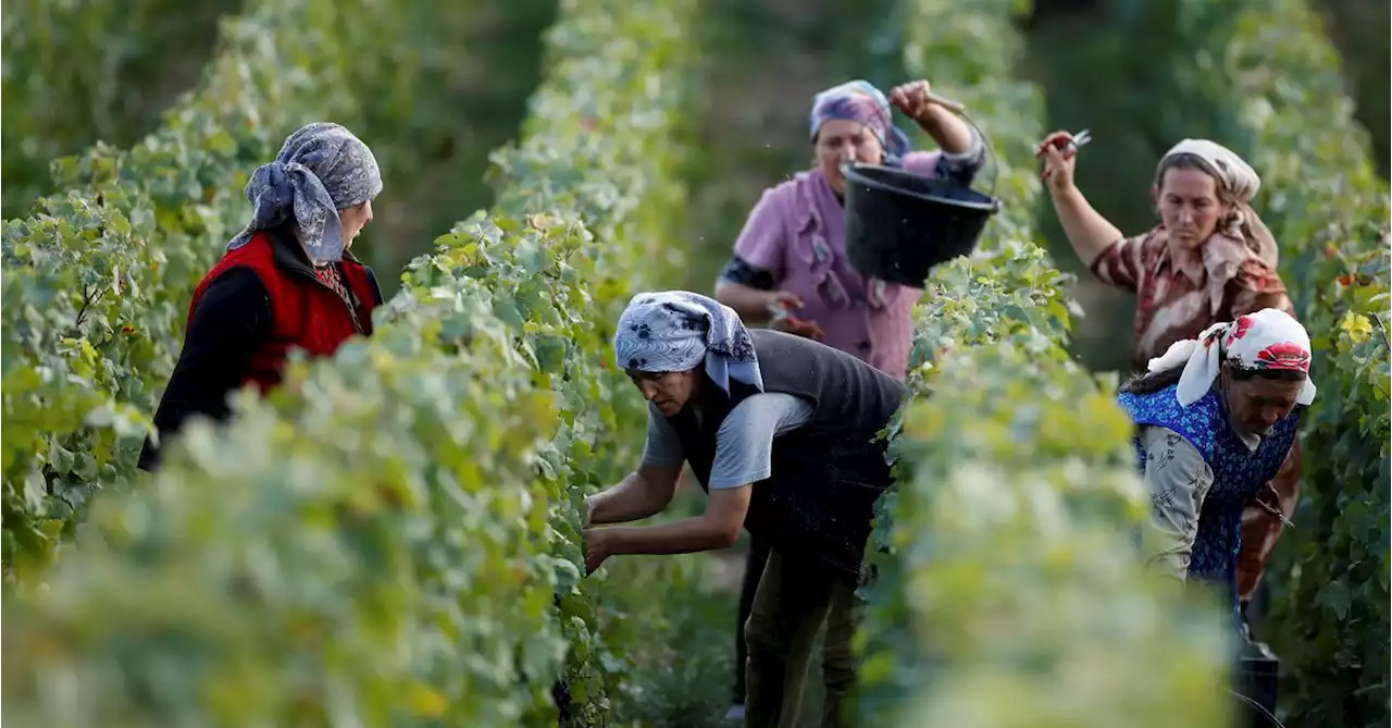 Growers see good wine vintage for Europe, stable volumes despite droughts