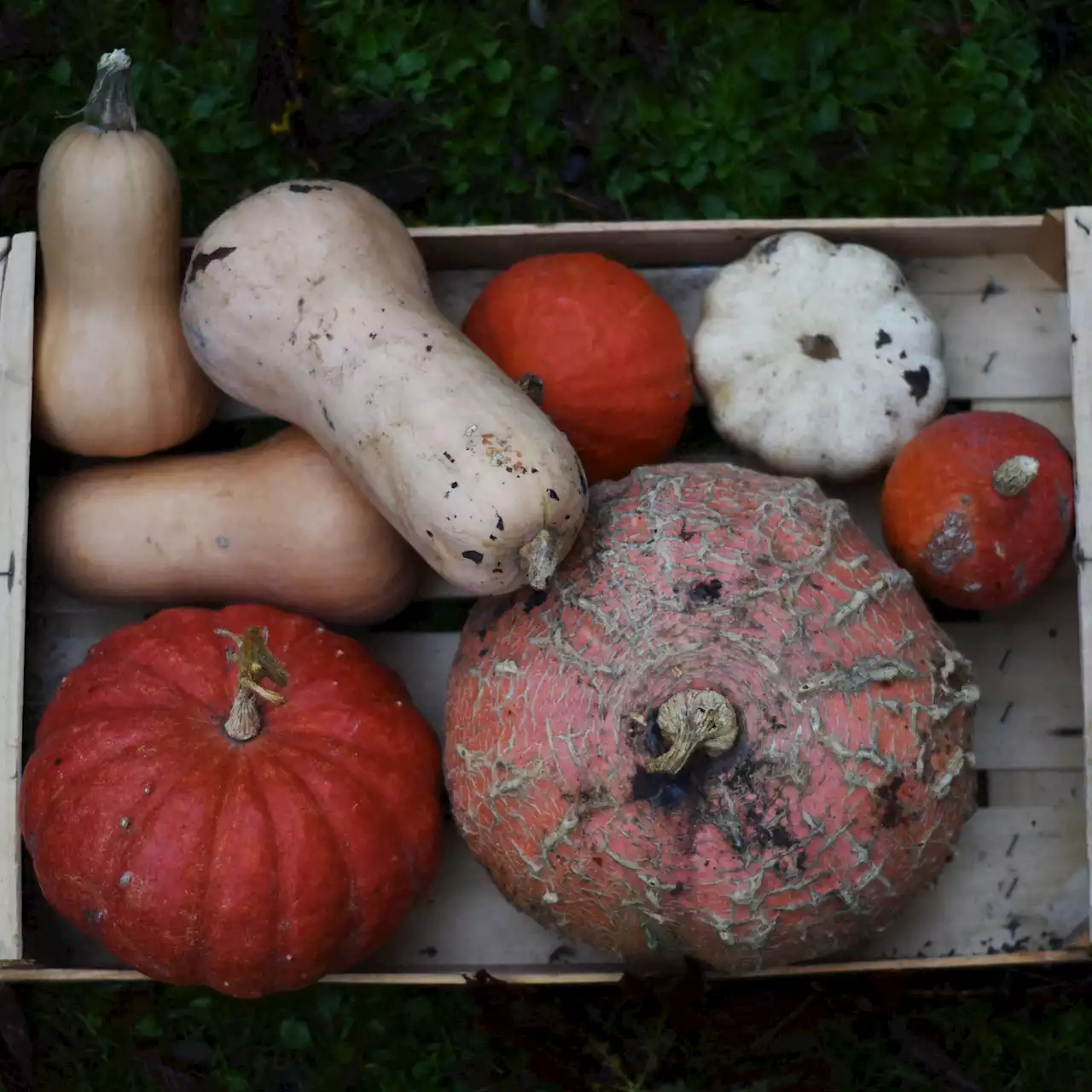 Jardinage : des ardoises pour éviter que vos courges ne pourrissent