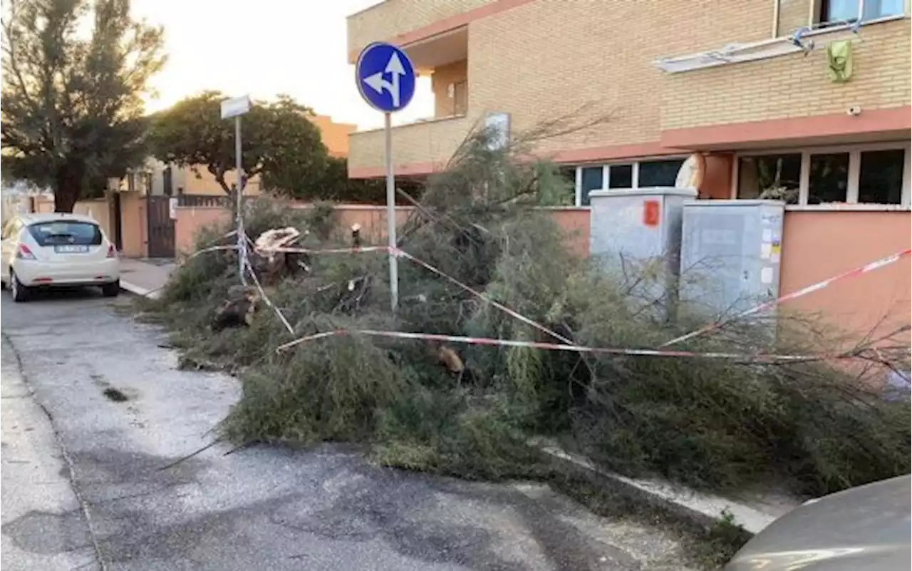 Maltempo: alberi caduti a Palermo, disagi sulla linea del tram