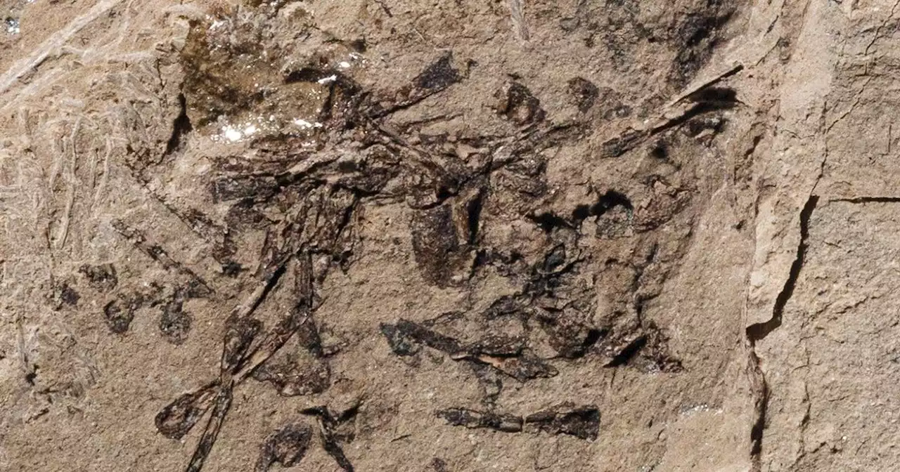 ‘Extraordinary’ pile of prehistoric puke found in Utah uncovers new ancient animal behavior