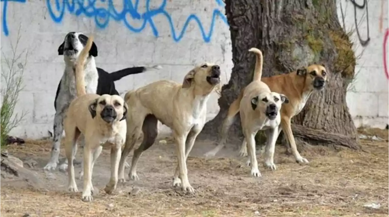 Una jubilada fue atacada por una jauría de perros, se cayó y se fracturó un brazo