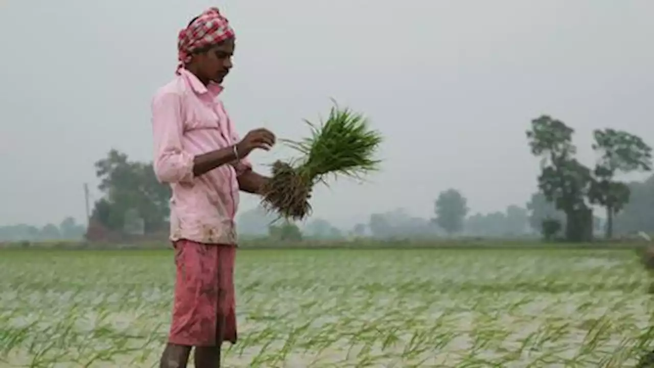 Changing rainfall patterns impacting India’s rice production