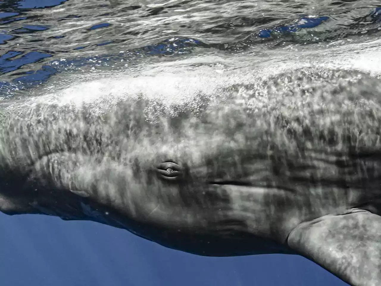 Sperm whales' clicking dialects are evidence of 'non-human culture', say scientists