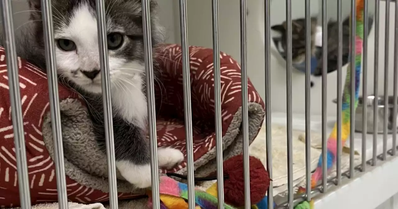 'There is a lot of concern': Declining adoption numbers impact local animal shelters