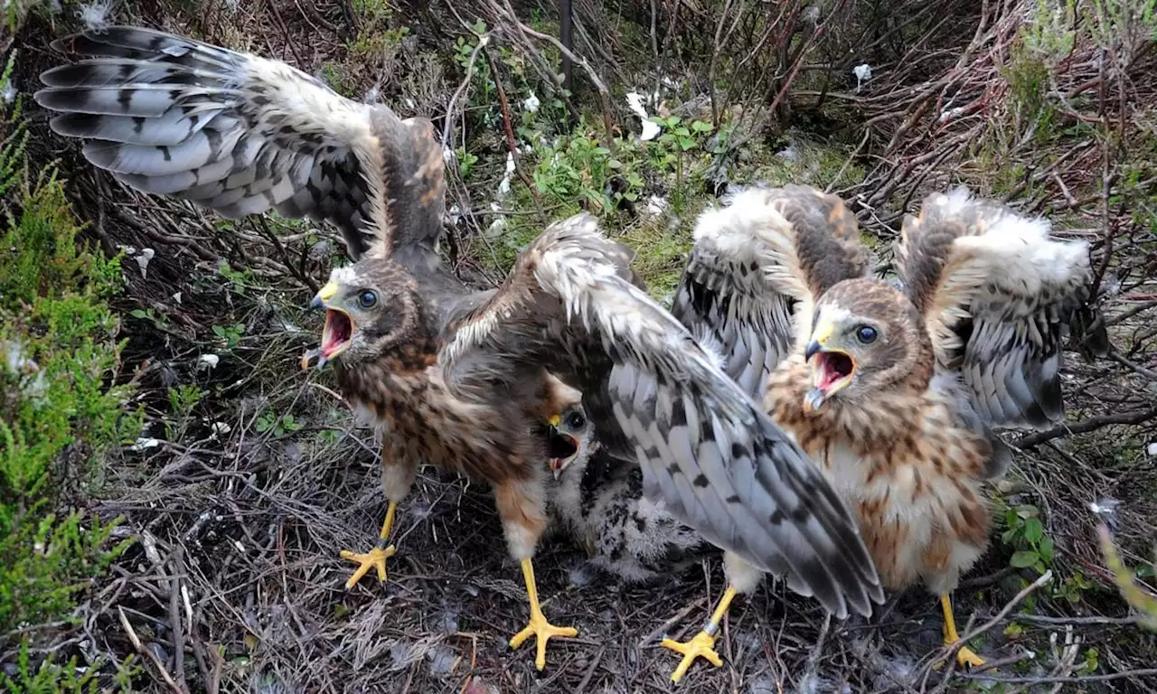 Hen harrier chicks fly the nest with highest numbers for more than a century