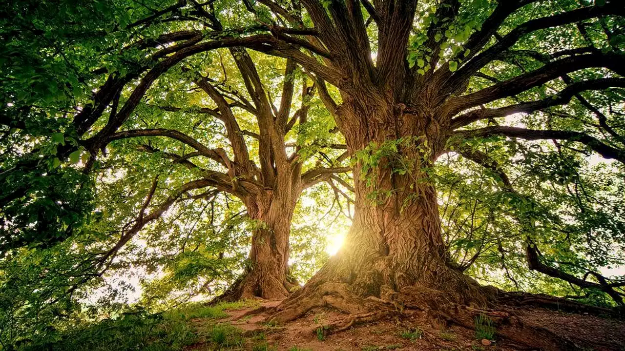 Violan, estrangulan y cuelgan de un árbol simulando un suicidio a dos hermanas menores de edad en India