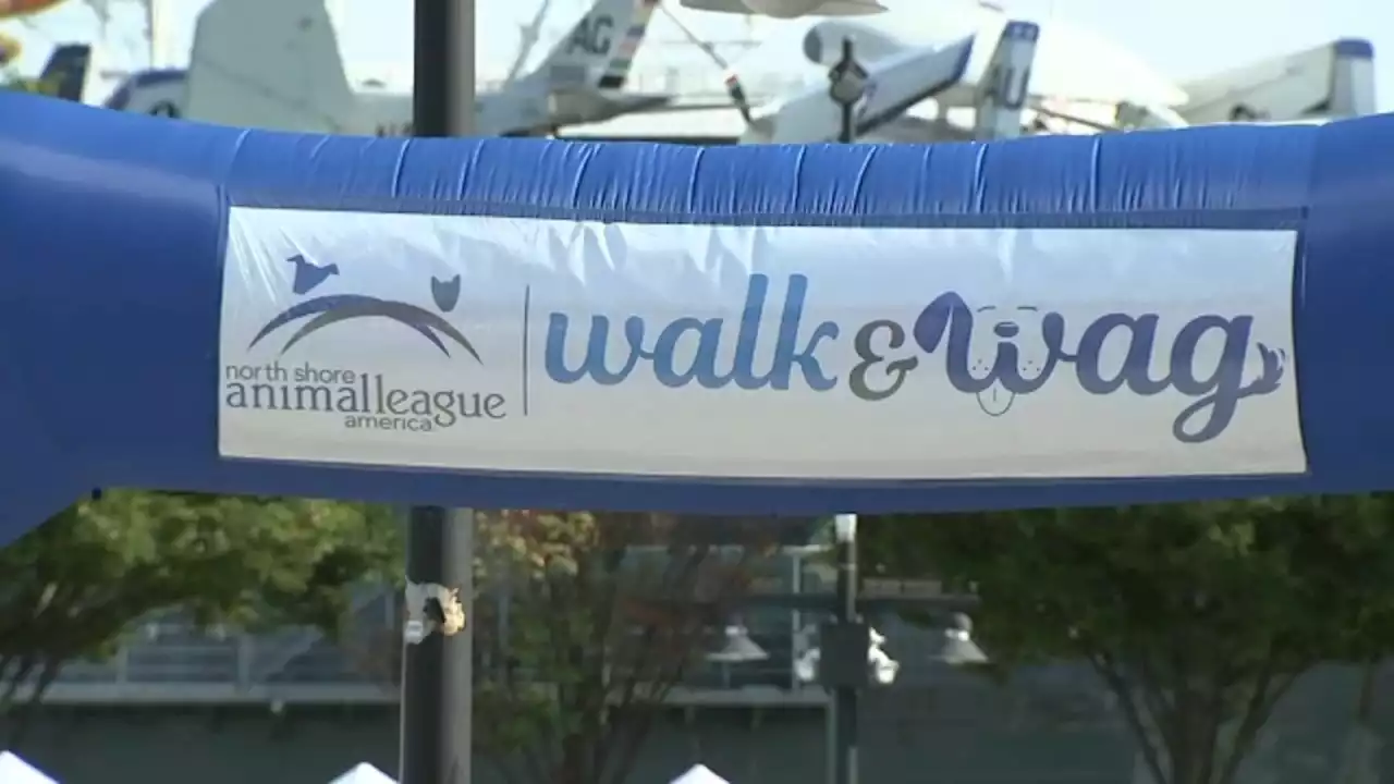 North Shore Animal League holds 'Walk and Wag' event in New York City for 1st time