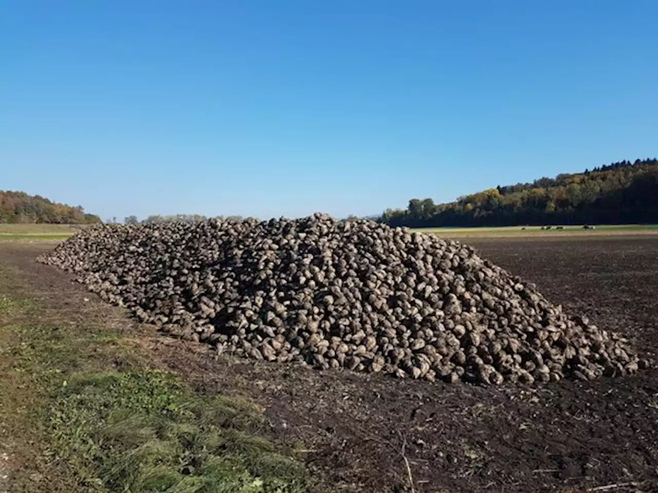 Der Schweizer Zuckerrübenanbau in Zahlen - bauernzeitung.ch