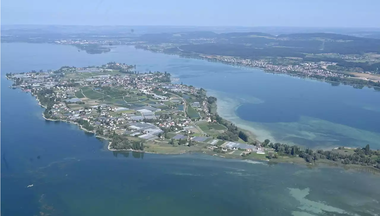 Bodensee: Spaziergänger findet mehr als 100 tote Fische