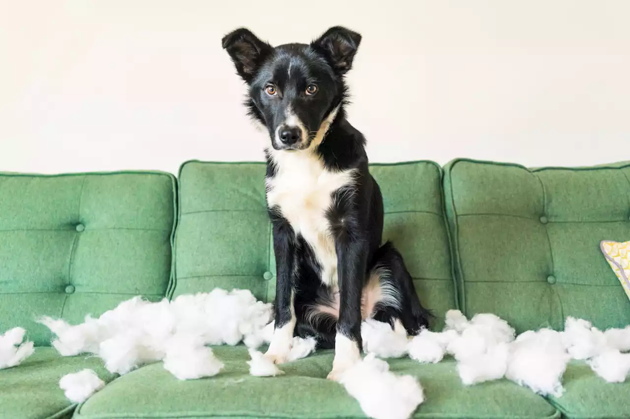 7 Types of Furniture Your Dog Will Destroy, Experts Say — Best Life